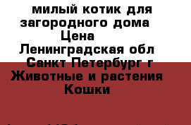 милый котик для загородного дома  › Цена ­ 1 - Ленинградская обл., Санкт-Петербург г. Животные и растения » Кошки   